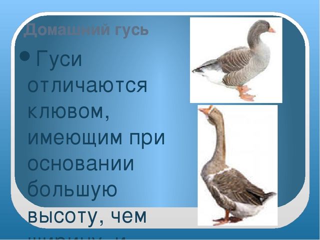 Презентация "Домашние птицы" младшая группа