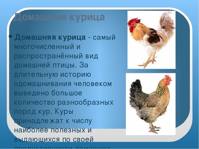 Презентация "Домашние птицы" младшая группа