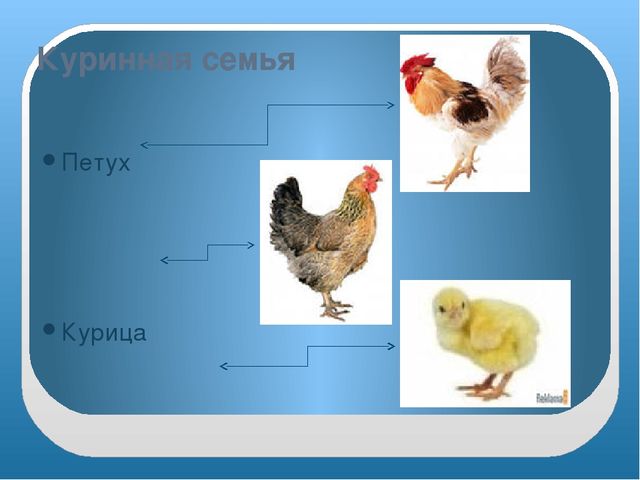 Презентация "Домашние птицы" младшая группа