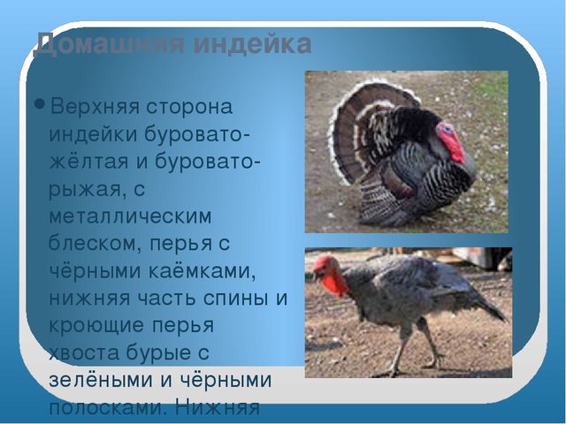 Презентация "Домашние птицы" младшая группа