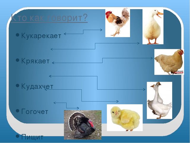 Презентация "Домашние птицы" младшая группа