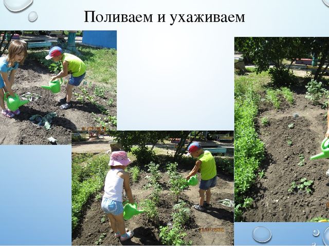 Презентация летнего проекта в подготовительной группе: «У нас на огороде»