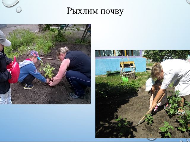 Презентация летнего проекта в подготовительной группе: «У нас на огороде»
