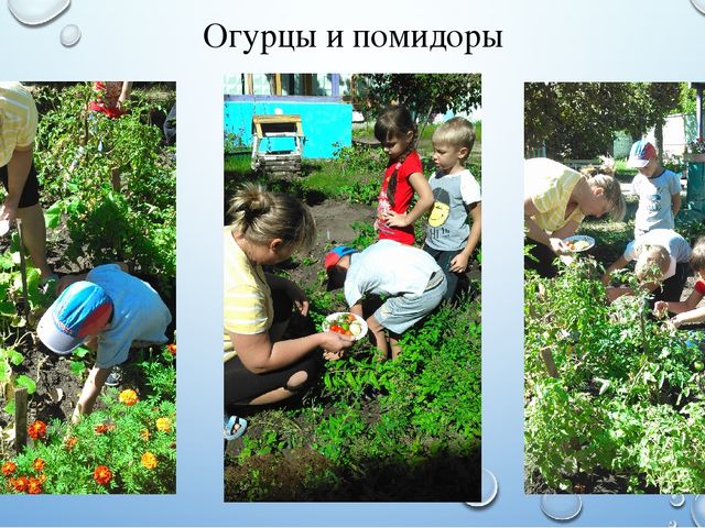 Презентация летнего проекта в подготовительной группе: «У нас на огороде»