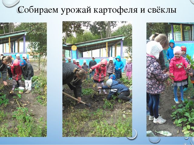 Презентация летнего проекта в подготовительной группе: «У нас на огороде»