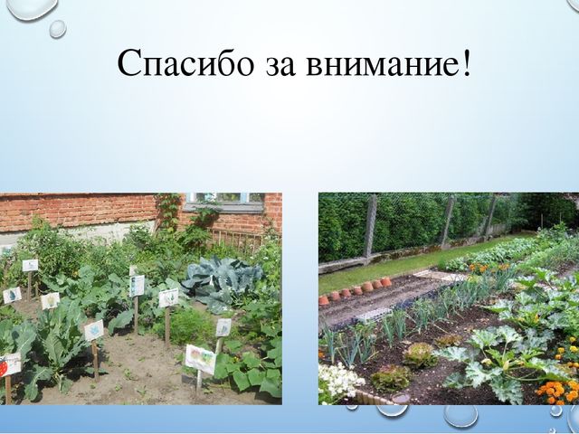 Презентация летнего проекта в подготовительной группе: «У нас на огороде»