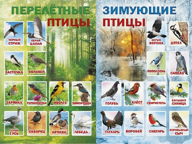 Презентация по естествознанию "Птицы"