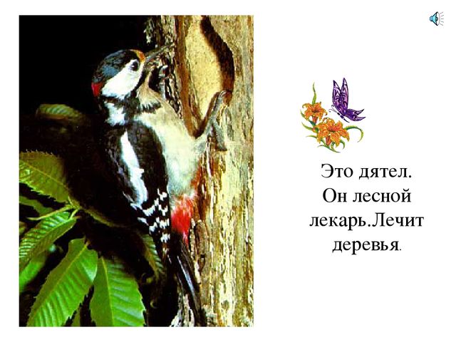 Презентация по естествознанию "Птицы"