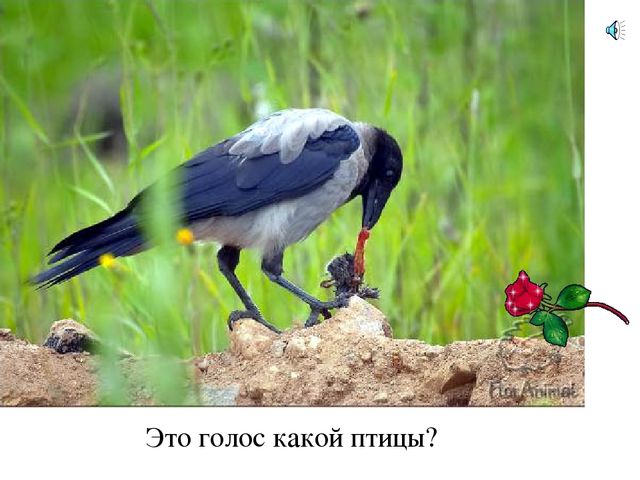 Презентация по естествознанию "Птицы"