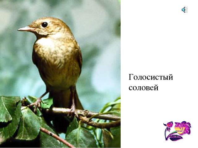 Презентация по естествознанию "Птицы"