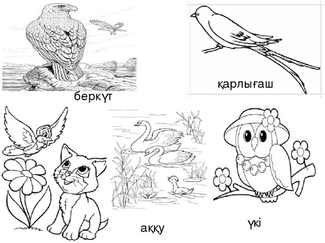 Презентация по естествознанию "Птицы"