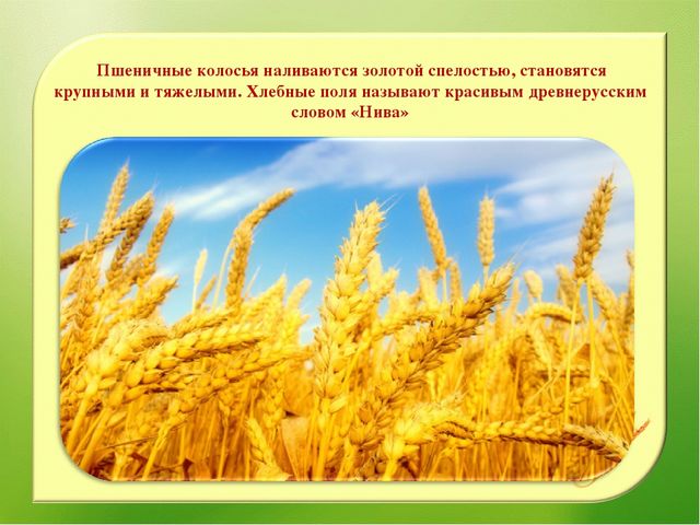 Наглядно – дидактическое пособие«От зернышка, до каравая»