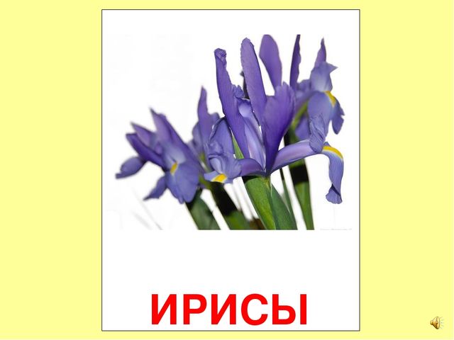 Презентация на тему Большая энциклопедия Знайки"
