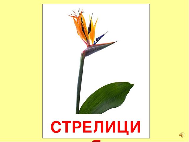 Презентация на тему Большая энциклопедия Знайки"