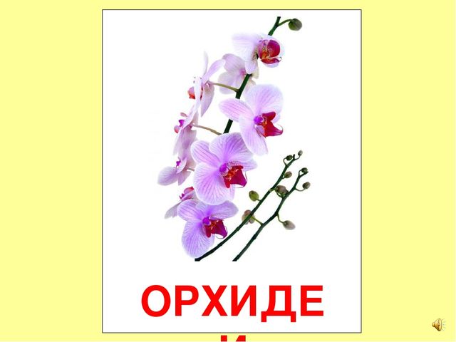 Презентация на тему Большая энциклопедия Знайки"