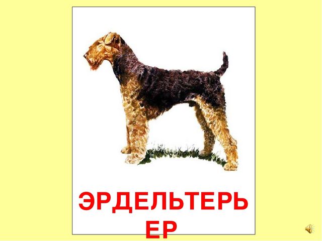 Презентация на тему Большая энциклопедия Знайки"