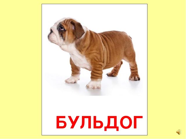 Презентация на тему Большая энциклопедия Знайки"