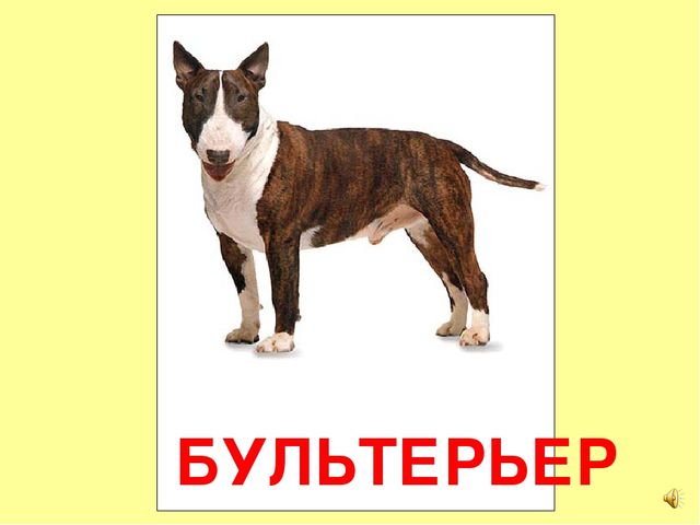 Презентация на тему Большая энциклопедия Знайки"