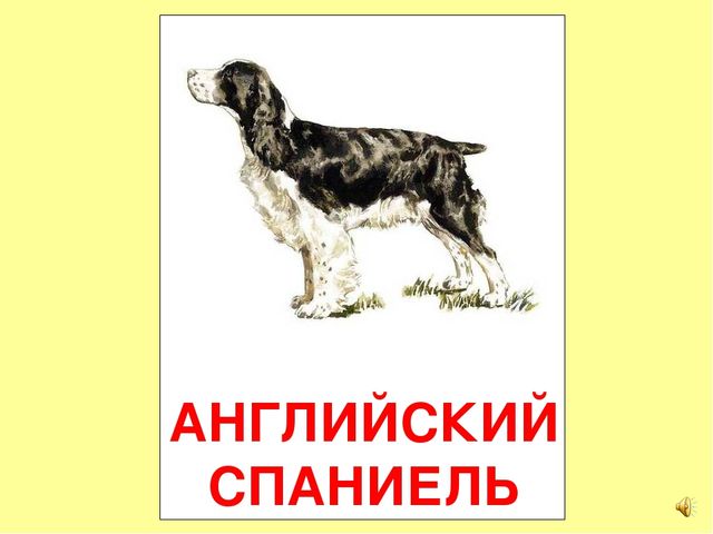 Презентация на тему Большая энциклопедия Знайки"