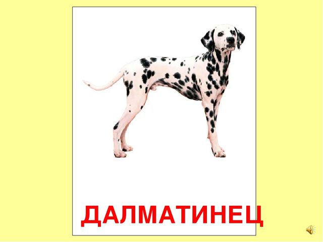 Презентация на тему Большая энциклопедия Знайки"