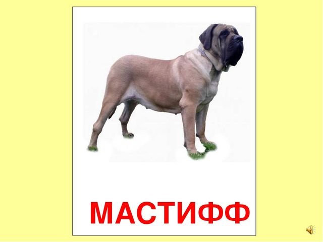 Презентация на тему Большая энциклопедия Знайки"