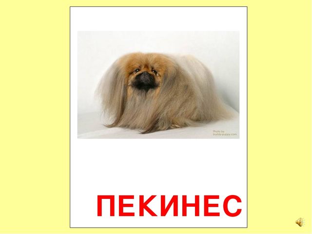 Презентация на тему Большая энциклопедия Знайки"
