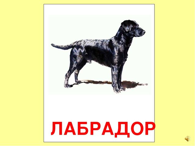 Презентация на тему Большая энциклопедия Знайки"
