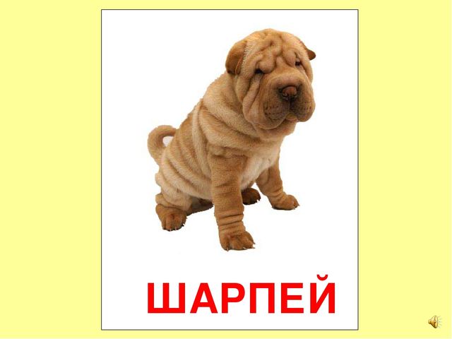 Презентация на тему Большая энциклопедия Знайки"