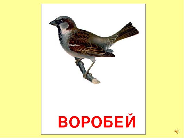 Презентация на тему Большая энциклопедия Знайки"