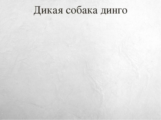 Презентация к занятию по окружающему миру на тему "Путешествие в Австралию" (старшая и подготовительная группы)