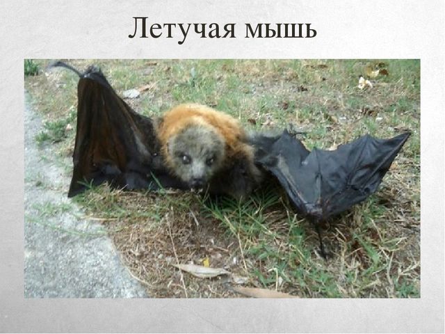 Презентация к занятию по окружающему миру на тему "Путешествие в Австралию" (старшая и подготовительная группы)