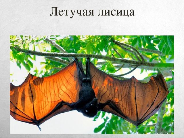 Презентация к занятию по окружающему миру на тему "Путешествие в Австралию" (старшая и подготовительная группы)
