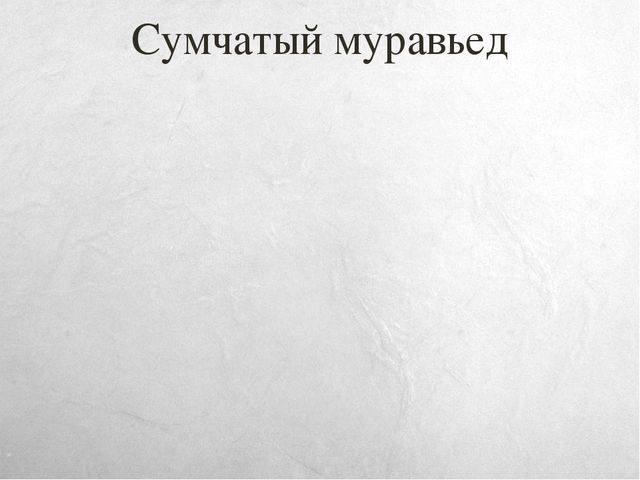 Презентация к занятию по окружающему миру на тему "Путешествие в Австралию" (старшая и подготовительная группы)