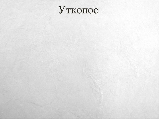 Презентация к занятию по окружающему миру на тему "Путешествие в Австралию" (старшая и подготовительная группы)