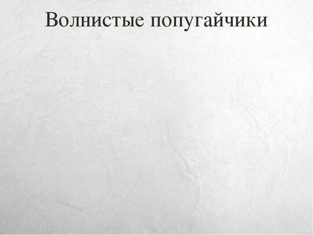 Презентация к занятию по окружающему миру на тему "Путешествие в Австралию" (старшая и подготовительная группы)