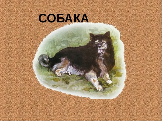 Знакомство с животными для дошкольников