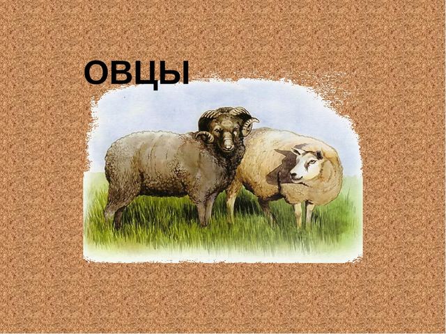Знакомство с животными для дошкольников