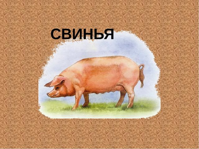 Знакомство с животными для дошкольников