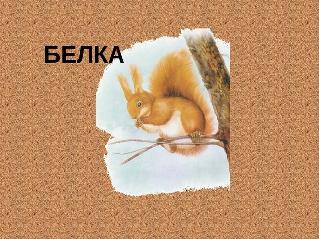 Знакомство с животными для дошкольников