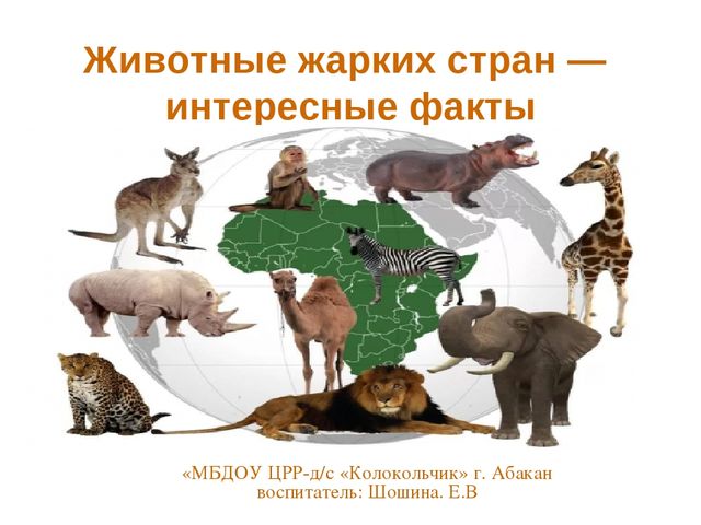 Презентация по развитию речи на тему "Животные жарких стран - интересные факты"