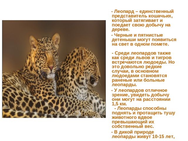 Презентация по развитию речи на тему "Животные жарких стран - интересные факты"