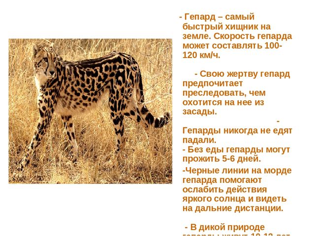 Презентация по развитию речи на тему "Животные жарких стран - интересные факты"