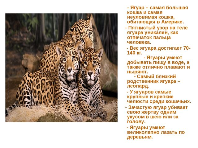 Презентация по развитию речи на тему "Животные жарких стран - интересные факты"