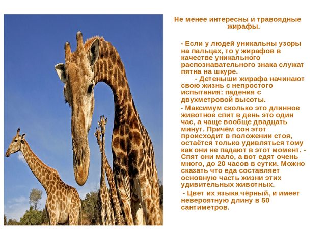 Презентация по развитию речи на тему "Животные жарких стран - интересные факты"