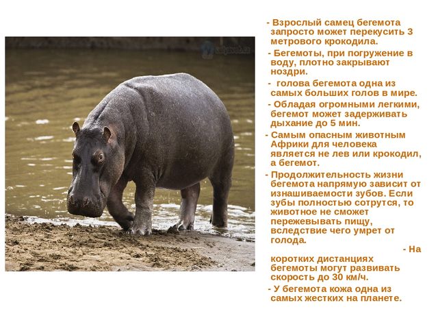 Презентация по развитию речи на тему "Животные жарких стран - интересные факты"