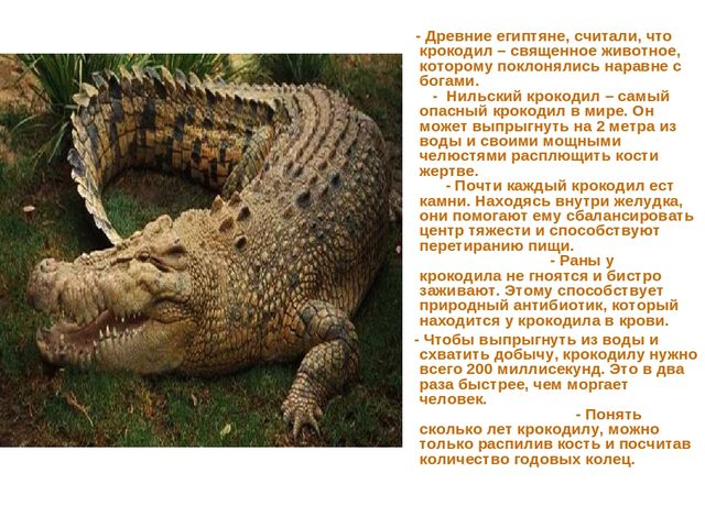 Презентация по развитию речи на тему "Животные жарких стран - интересные факты"