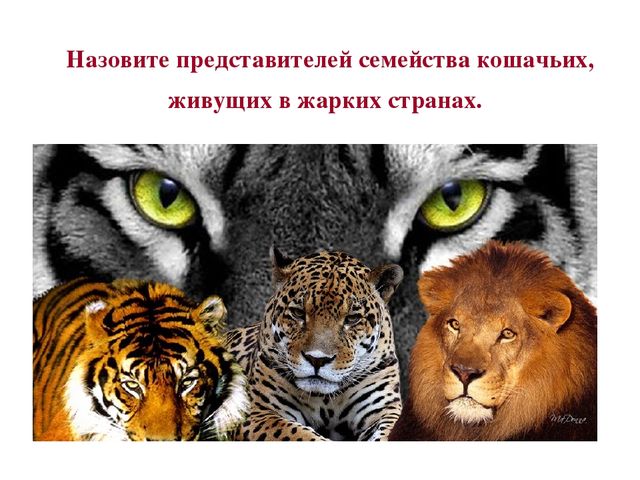 Презентация по развитию речи на тему " Викторина - "Животные жарких стран"