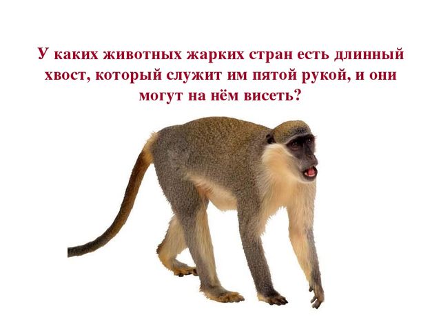 Презентация по развитию речи на тему " Викторина - "Животные жарких стран"