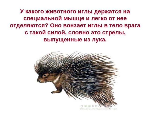 Презентация по развитию речи на тему " Викторина - "Животные жарких стран"