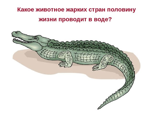 Презентация по развитию речи на тему " Викторина - "Животные жарких стран"